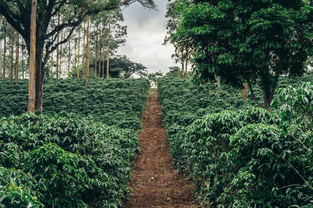 growing coffee