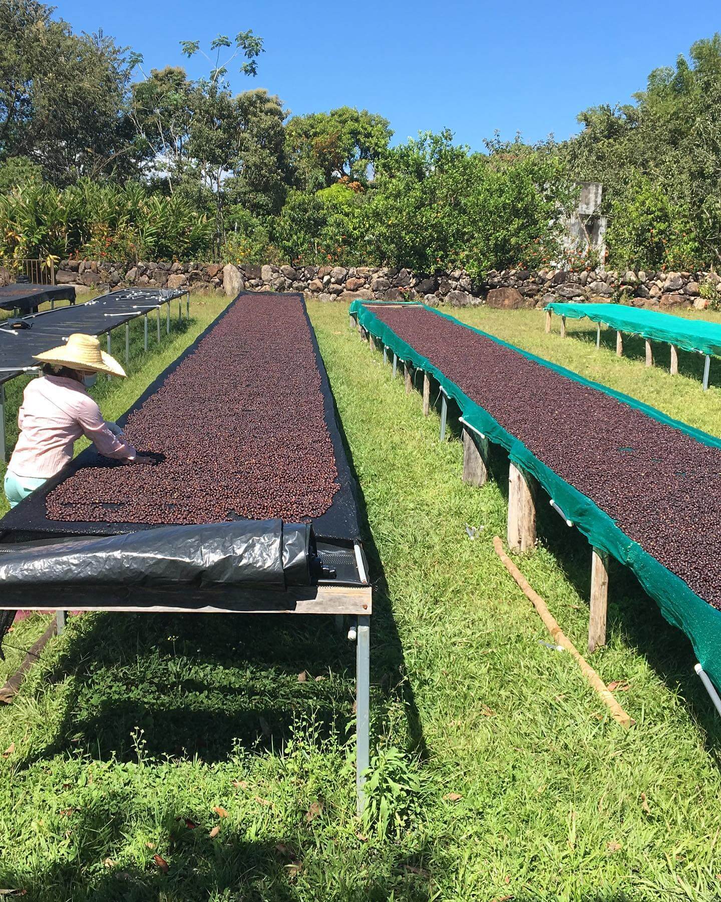 Cafe de Panama - La Huella kmetija