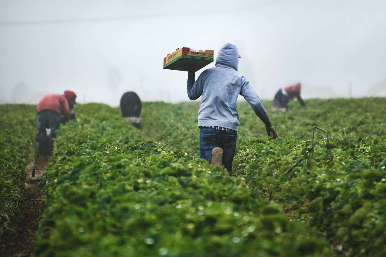 coffee harvesting