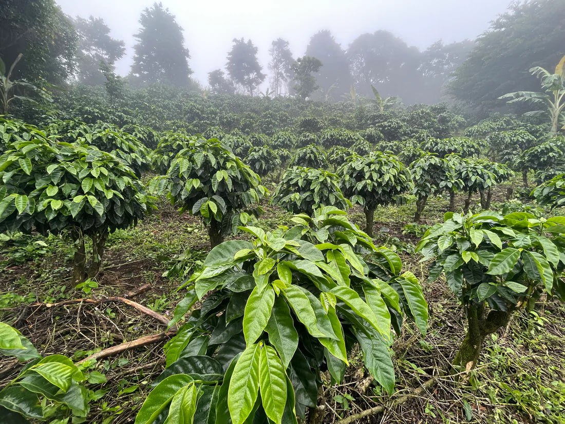 Costa Rica Coffee